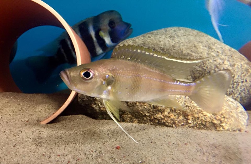 Greenwoodochromis bellcrossi